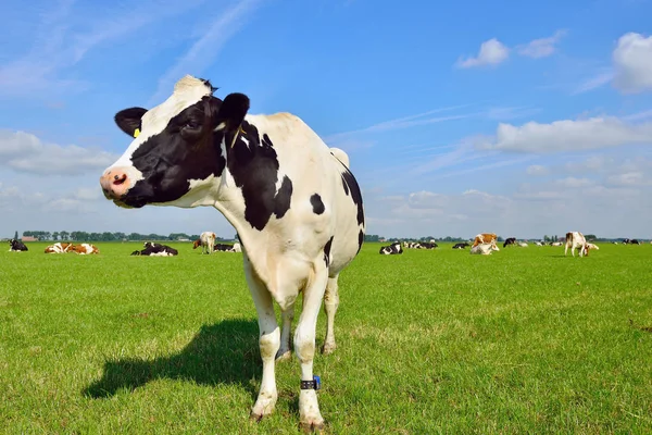 Vacca da latte nel prato estivo Fotografia Stock