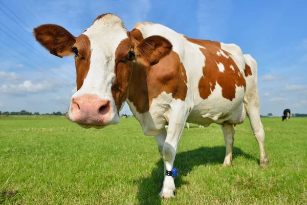 夏の草原で乳牛 ストック写真