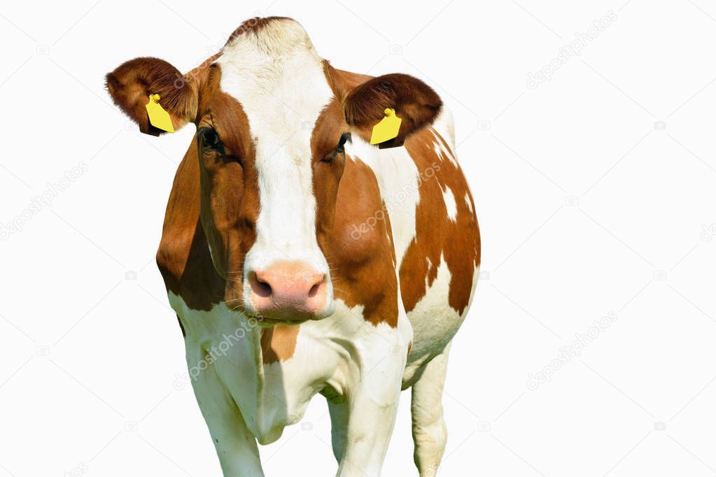 Dairy cow isolated on white