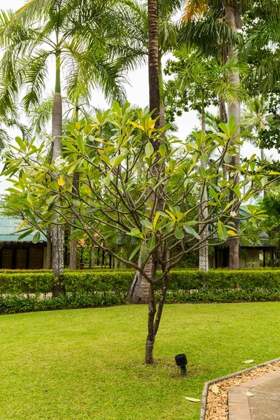 Resort spa tropical em Phuket, Tailândia - viagens e turismo. Bela paisagem na área do hotel — Fotografia de Stock