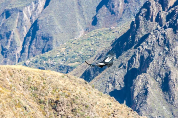 Condor στο colca canyon συνεδρίαση, Περού, Νότια Αμερική. Αυτό είναι ένα condor το μεγαλύτερο πτηνό που φέρουν στη γη — Φωτογραφία Αρχείου