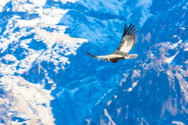 在 colca 峡谷坐，秘鲁，南美洲的秃鹰。这是地球上最大飞的鸟秃鹰 — 图库照片