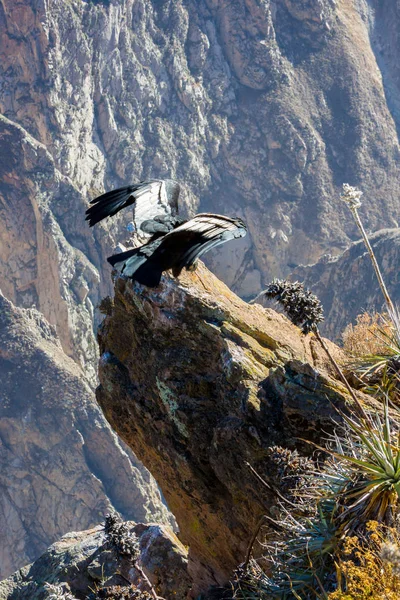 Condor at Colca canyon sitting,Peru,South America. This is a condor the biggest flying bird on earth — Stock Photo, Image