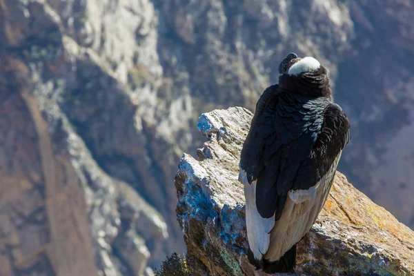 在 colca 峡谷坐，秘鲁，南美洲的秃鹰。这是地球上最大飞的鸟秃鹰 — 图库照片