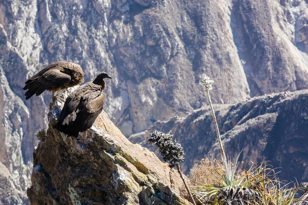 在 colca 峡谷坐，秘鲁，南美洲的三个秃鹰。这是地球上最大飞的鸟秃鹰 — 图库照片