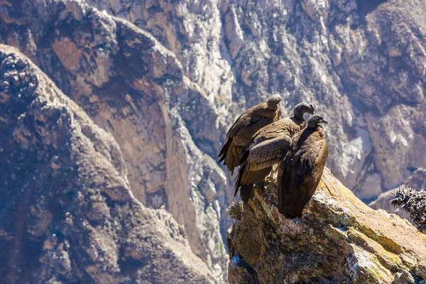 在 colca 峡谷坐，秘鲁，南美洲的三个秃鹰。这是地球上最大飞的鸟秃鹰 — 图库照片