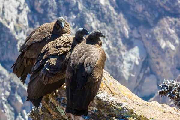 Tres cóndores sentados en el cañón del Colca, Perú, Sudamérica. Este es un cóndor el ave voladora más grande de la tierra — Foto de Stock