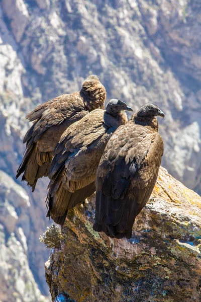 Tres cóndores sentados en el cañón del Colca, Perú, Sudamérica. Este es un cóndor el ave voladora más grande de la tierra —  Fotos de Stock