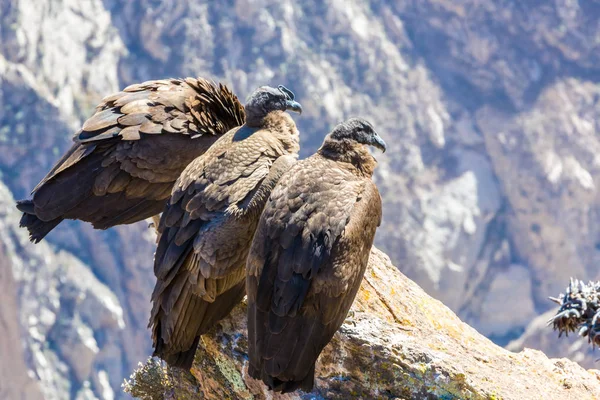 Tres cóndores sentados en el cañón del Colca, Perú, Sudamérica. Este es un cóndor el ave voladora más grande de la tierra — Foto de Stock