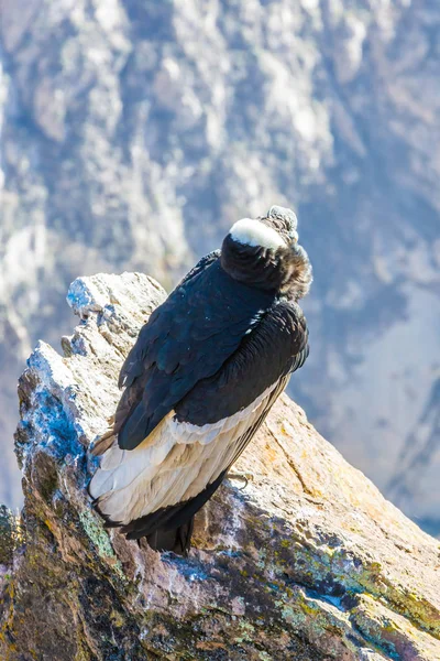 Cóndor sentado en el cañón del Colca, Perú, América del Sur. Este es un cóndor el ave voladora más grande de la tierra — Foto de Stock