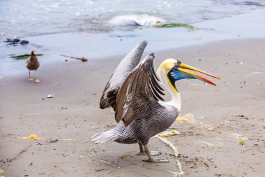 Pelikan Ballestas Adaları, Peru Güney Amerika'ya Paracas Milli Parkı'nda. Flora ve fauna