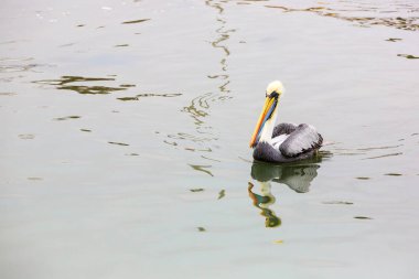 Pelikan Ballestas Adaları, Peru Güney Amerika'ya Paracas Milli Parkı'nda. Flora ve fauna