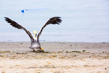 Pelikan Ballestas Adaları, Peru Güney Amerika'ya Paracas Milli Parkı'nda. Flora ve fauna