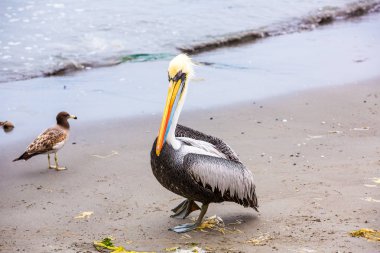 Pelikan Ballestas Adaları, Peru Güney Amerika'ya Paracas Milli Parkı'nda. Flora ve fauna