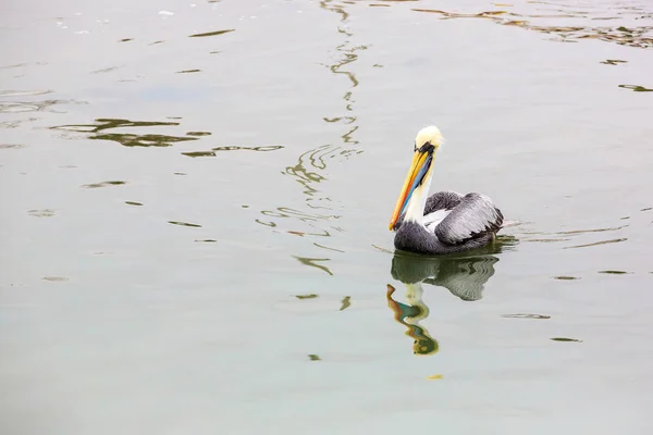 Pelicano nas Ilhas Ballestas, Peru América do Sul no Parque Nacional de Paracas. Flora e fauna — Fotografia de Stock