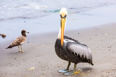 Pelikan Ballestas Adaları, Peru Güney Amerika'ya Paracas Milli Parkı'nda. Flora ve fauna