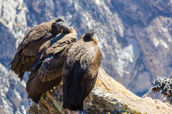 Trzy kondory w colca kanion siedzący, peru, Ameryka Południowa. to condor największy ptak latający na ziemi — Zdjęcie stockowe