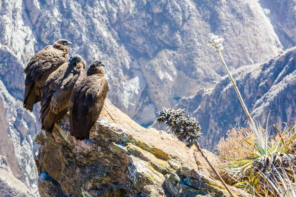 在 colca 峡谷坐，秘鲁，南美洲的三个秃鹰。这是地球上最大飞的鸟秃鹰 — 图库照片
