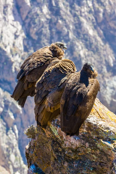 Üç Condor adlı colca Kanyon oturan, peru, Güney Amerika. Burası condor dünya üzerindeki en büyük uçan kuş — Stok fotoğraf