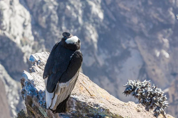 Condor na colca canyon sezení, peru, Jižní Ameriky. To je kondor největší létající pták na světě — Stock fotografie