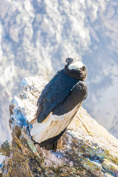 コルカ渓谷に座って、ペルー、南アメリカでコンドル。これは地球上の最大の飛ぶ鳥コンドルです。 — ストック写真