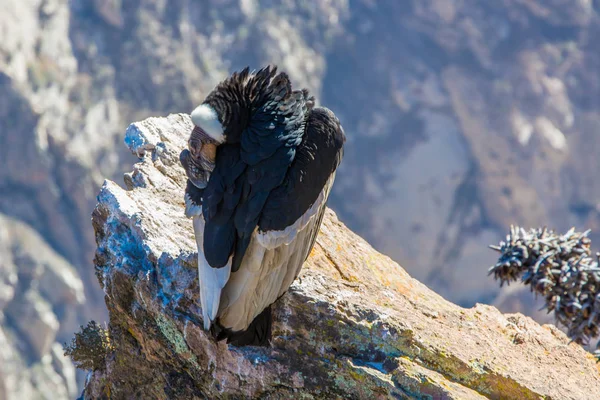 Condor em Colca canyon sentado, Peru, América do Sul. Este é um condor o maior pássaro voador na terra — Fotografia de Stock