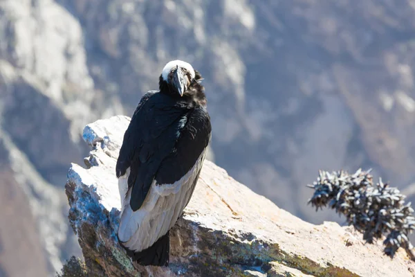 Condor adlı colca Kanyon oturan, peru, Güney Amerika. Burası condor dünya üzerindeki en büyük uçan kuş — Stok fotoğraf