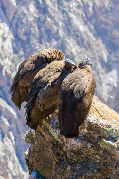 Trzy kondory w colca kanion siedzący, peru, Ameryka Południowa. to condor największy ptak latający na ziemi — Zdjęcie stockowe