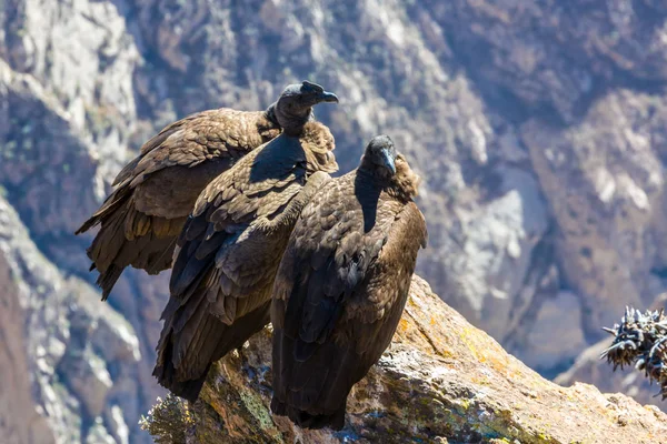 Tres cóndores sentados en el cañón del Colca, Perú, Sudamérica. Este es un cóndor el ave voladora más grande de la tierra —  Fotos de Stock