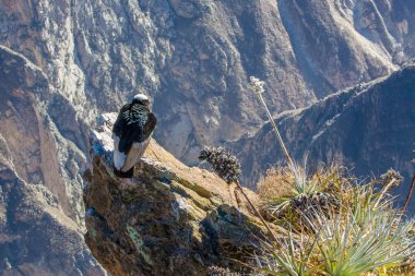 Condor adlı colca Kanyon oturan, peru, Güney Amerika. Burası condor dünya üzerindeki en büyük uçan kuş