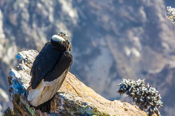 Condor w colca kanion siedzący, peru, Ameryka Południowa. to condor największy ptak latający na ziemi — Zdjęcie stockowe