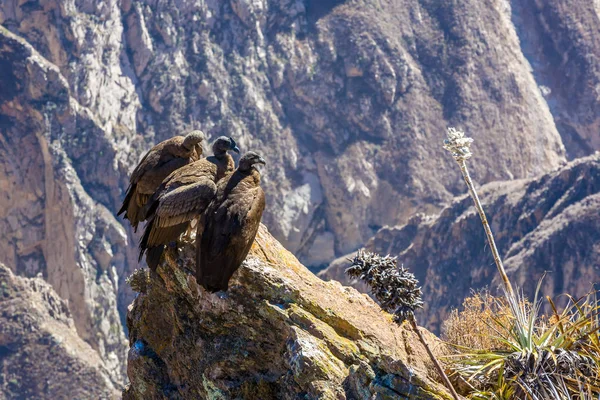 Tres cóndores sentados en el cañón del Colca, Perú, Sudamérica. Este es un cóndor el ave voladora más grande de la tierra —  Fotos de Stock