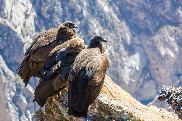 Três Condores no desfiladeiro de Colca, Peru, América do Sul. Este é um condor o maior pássaro voador na terra — Fotografia de Stock
