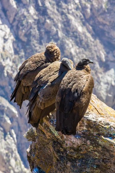 Trzy kondory w colca kanion siedzący, peru, Ameryka Południowa. to condor największy ptak latający na ziemi — Zdjęcie stockowe