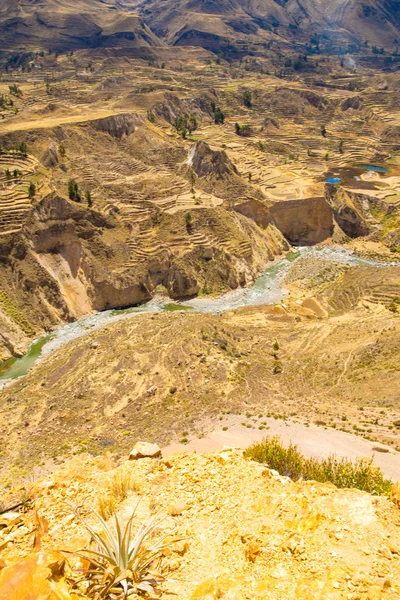 Colca Canyon, Perù, Sud America. Incas per costruire terrazze agricole con stagno e scogliera. Uno dei canyon più profondi del mondo — Foto Stock