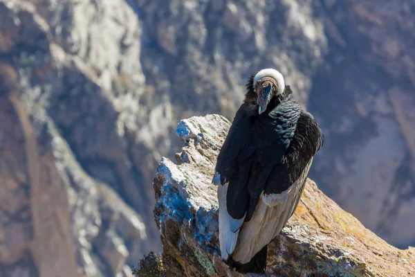 Kondor am colca canyon sitting, peru, südamerika. Dies ist ein Kondor der größte fliegende Vogel der Welt — Stockfoto