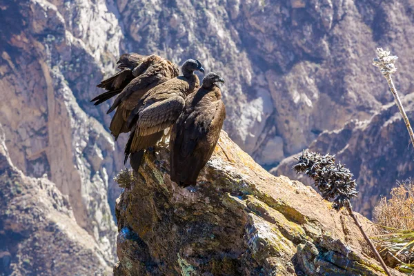 Tre kondorer i colca canyon sittande, peru, Sydamerika. Detta är en kondor största flygande fågeln på jorden — Stockfoto