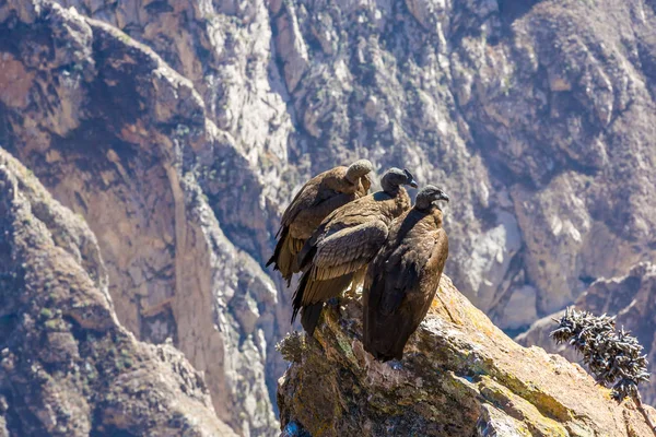 Tres cóndores sentados en el cañón del Colca, Perú, Sudamérica. Este es un cóndor el ave voladora más grande de la tierra — Foto de Stock