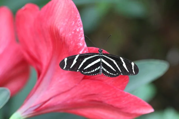 Doğada bir çiçek kelebekler — Stok fotoğraf