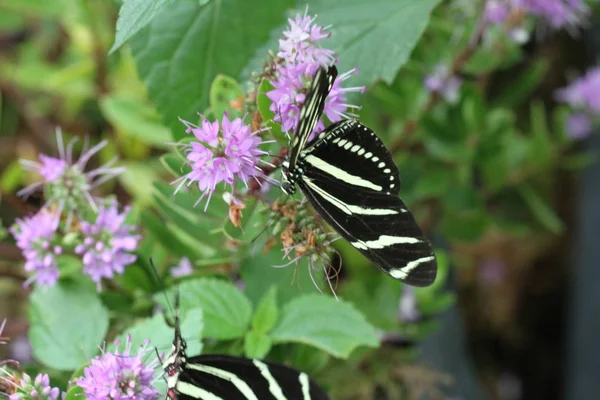 Mariposas sobre una flor en la naturaleza —  Fotos de Stock