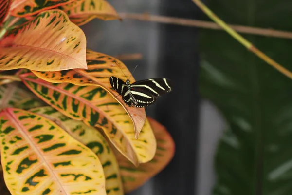 Mariposas sobre una flor en la naturaleza — Foto de Stock