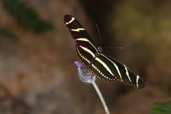 Mariposas sobre una flor en la naturaleza — Foto de Stock