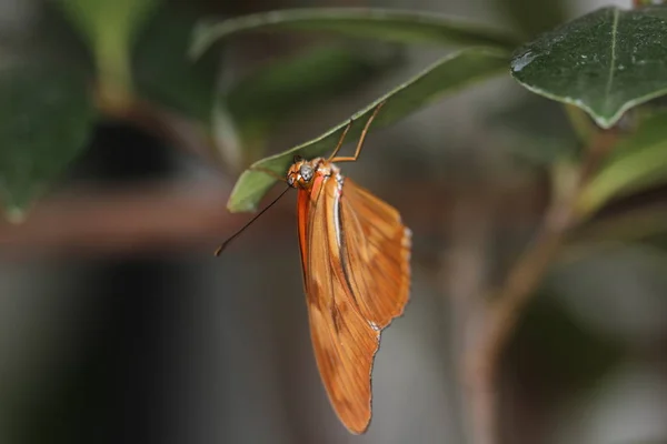 Butterflies on a flower in nature — Stock Photo, Image