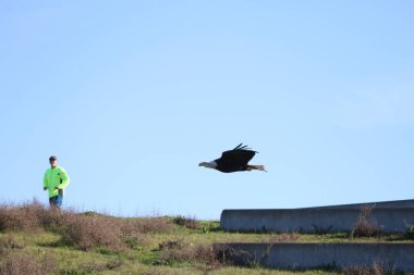 Vahşi doğada kel kartal