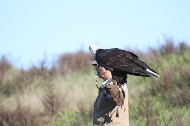 Vahşi doğada kel kartal