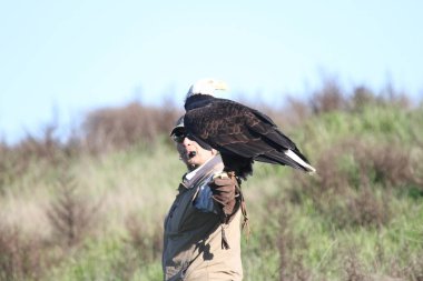 Vahşi doğada kel kartal