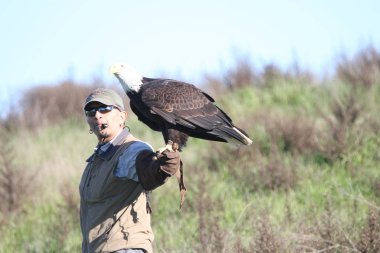 Vahşi doğada kel kartal