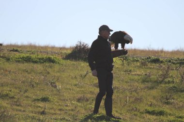 Vahşi doğada kel kartal