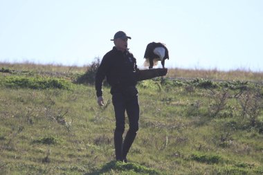 Vahşi doğada kel kartal