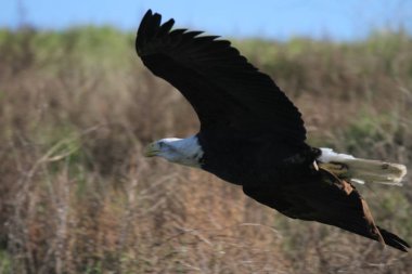 Vahşi doğada kel kartal